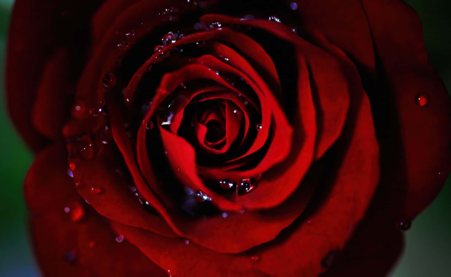Red Roses Laptop With Beads Of Water Background