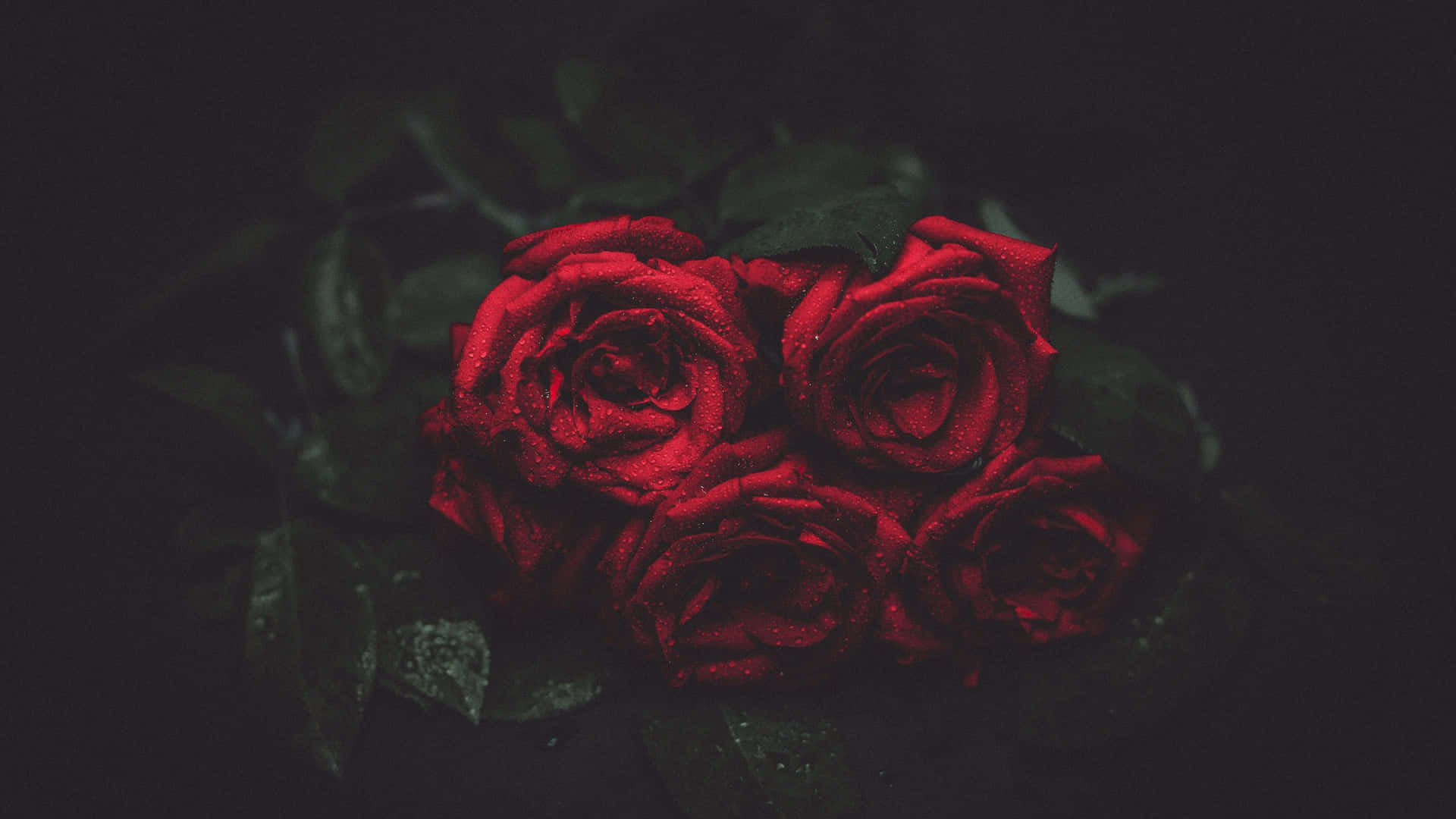 Red Roses On A Dark Background Background