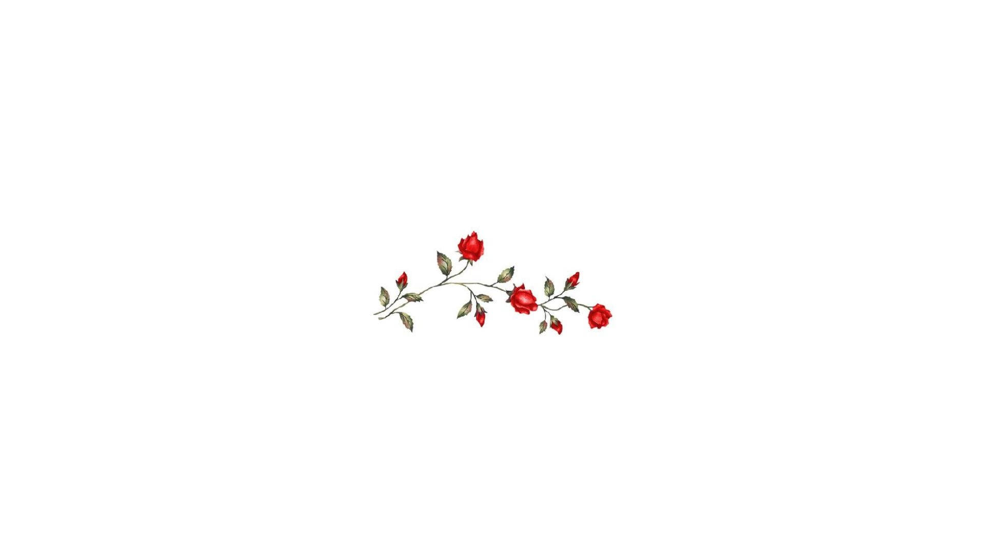 Red Roses On Aesthetic White