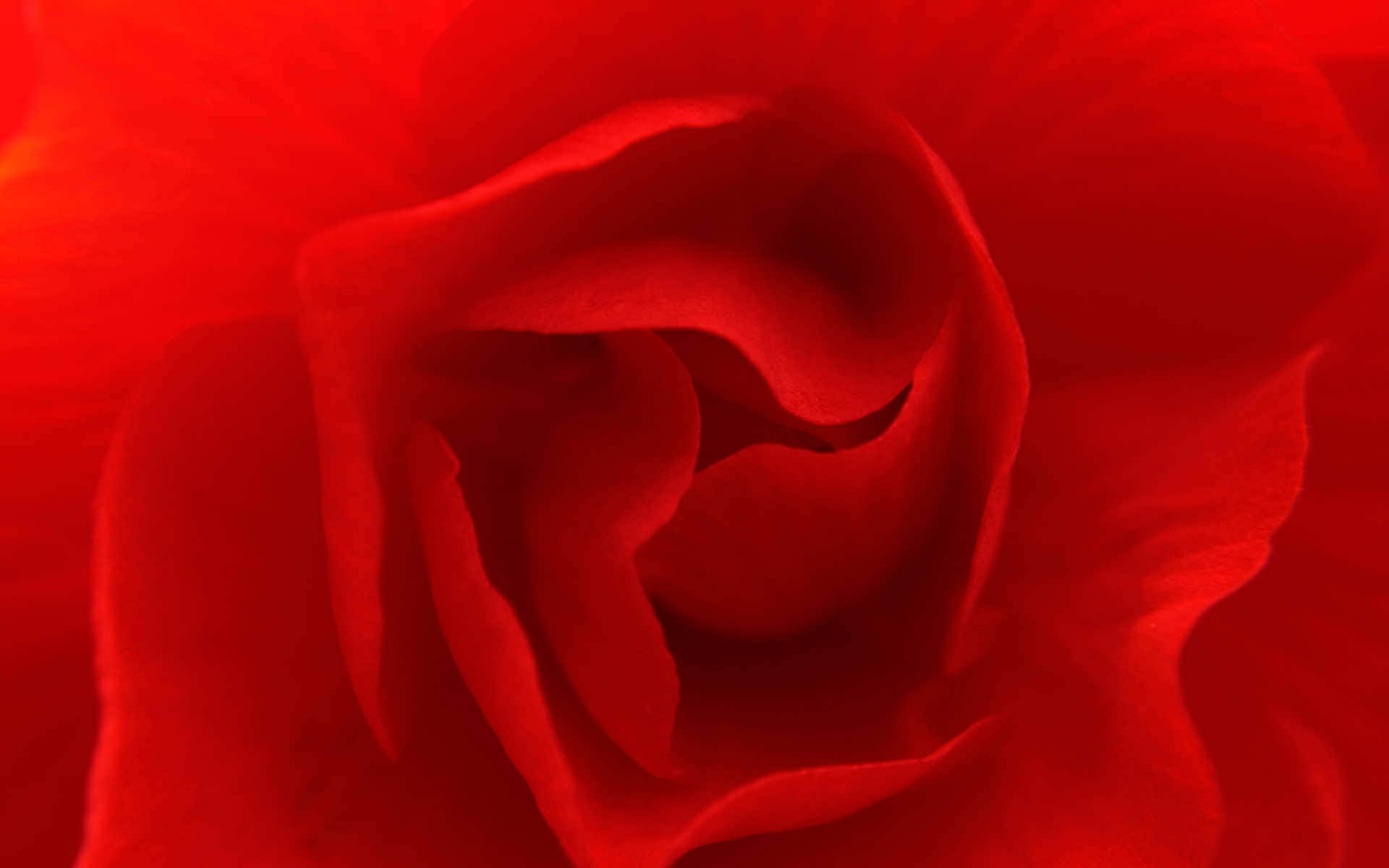 Red Roses Pc Background