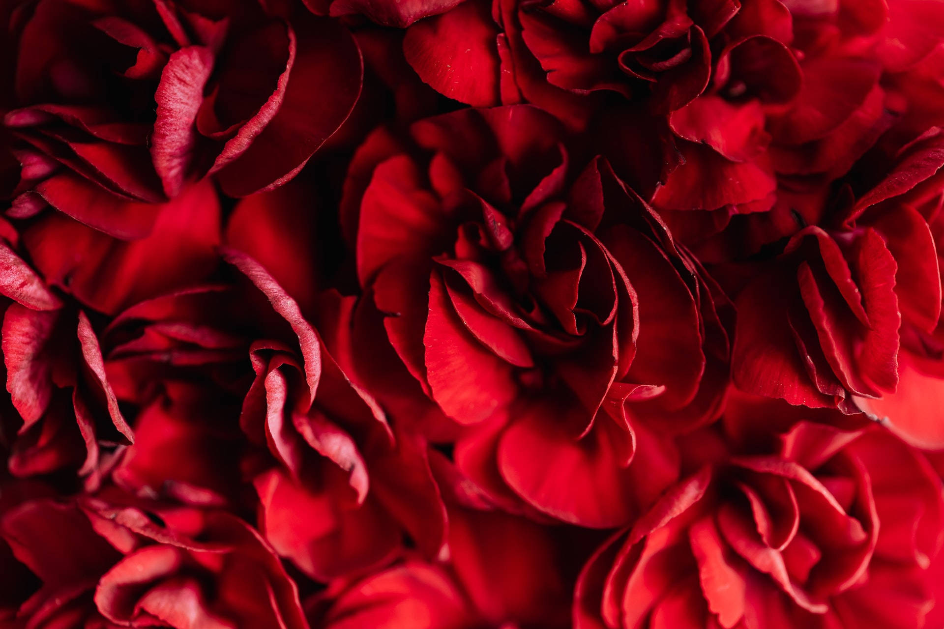 Red Roses Scarlet Petals Background