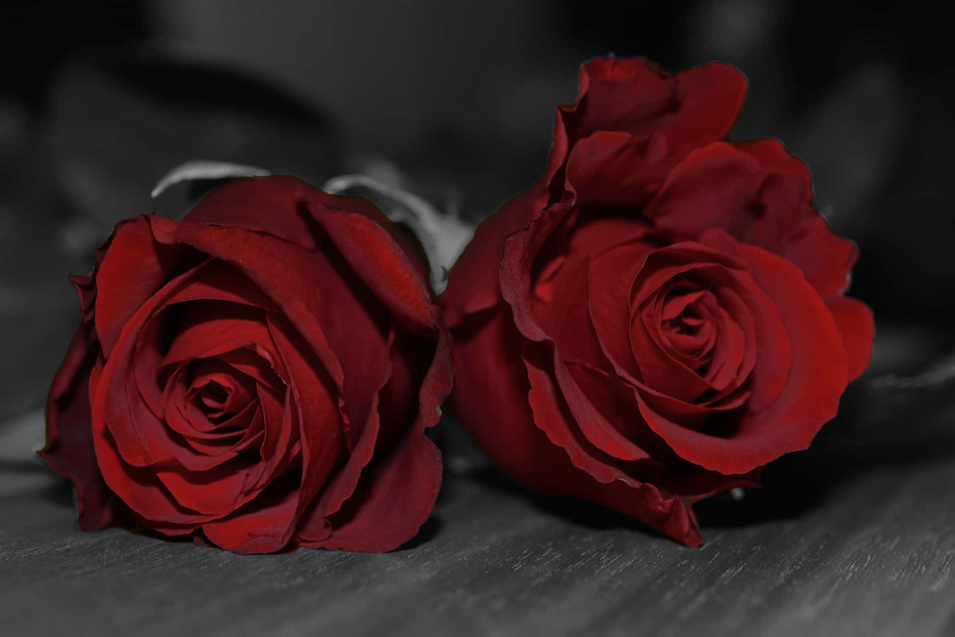 Red Roses Selective Colorization Background