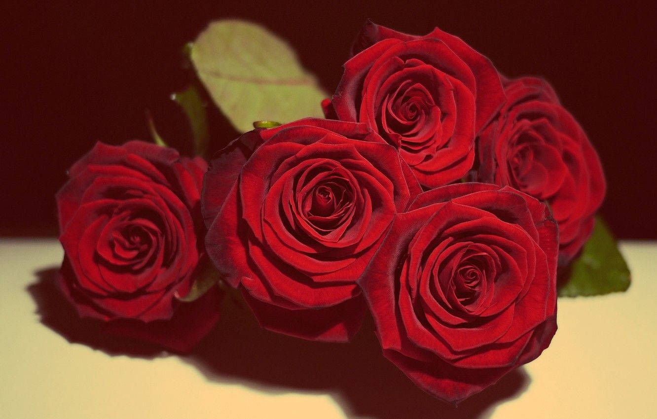 Red Roses Valentines Desktop Background