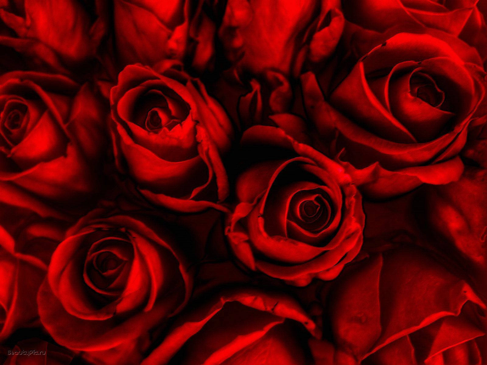 Red Roses Wallpaper Hd Background