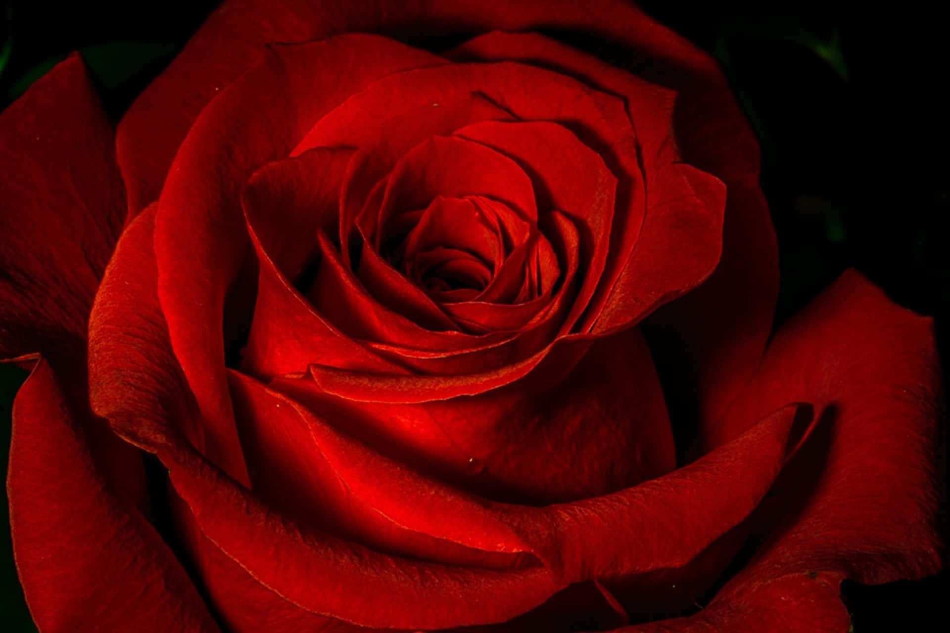 Red Roses Wallpaper On Laptop Screen