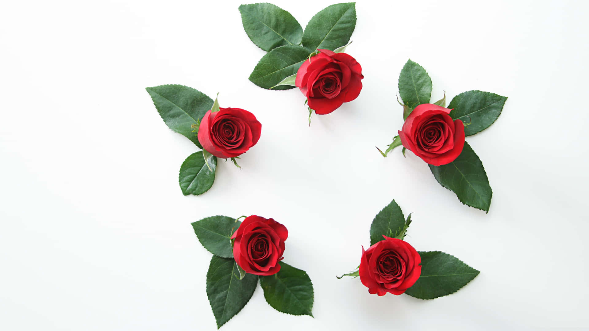 Red Roses White Background4 K