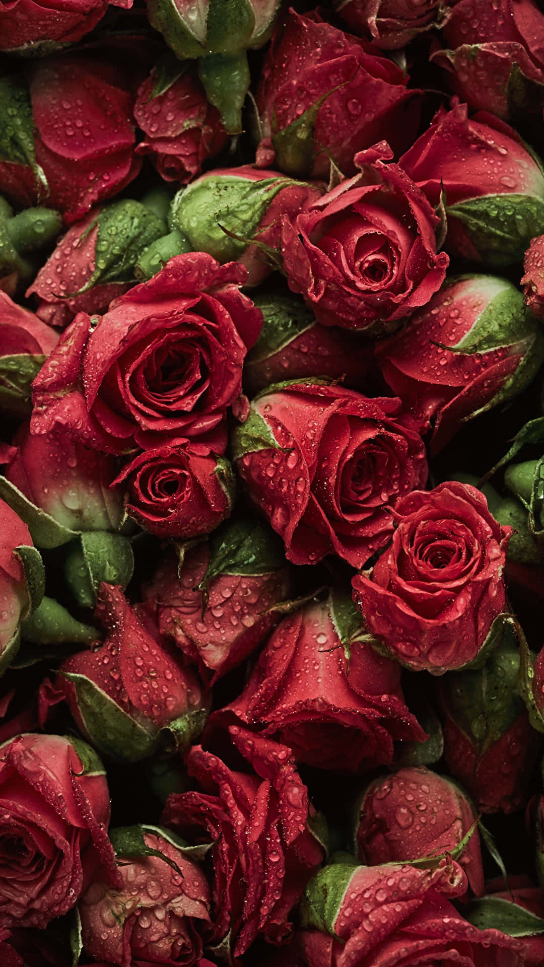 Red Roses With Water Droplets Background