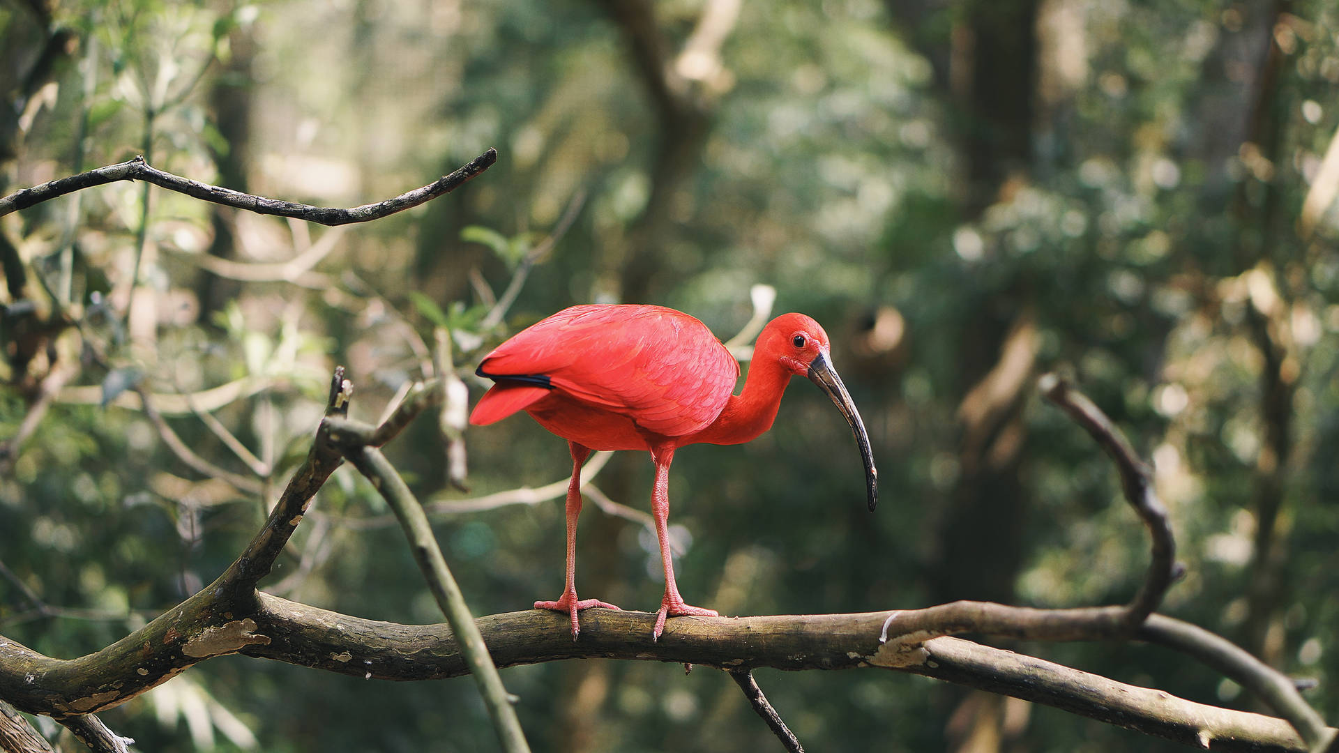 Red Scarlet Ibis Beautiful Birds Background