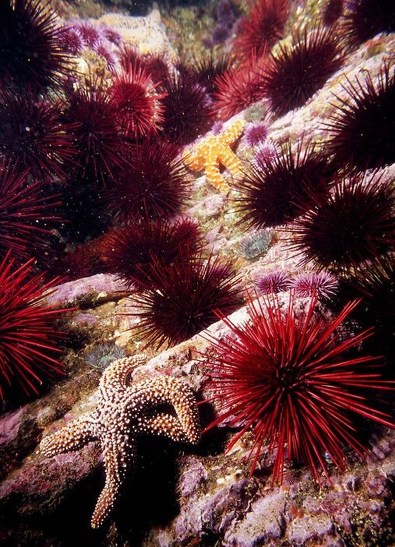 Red Sea Urchin And Starfish Background