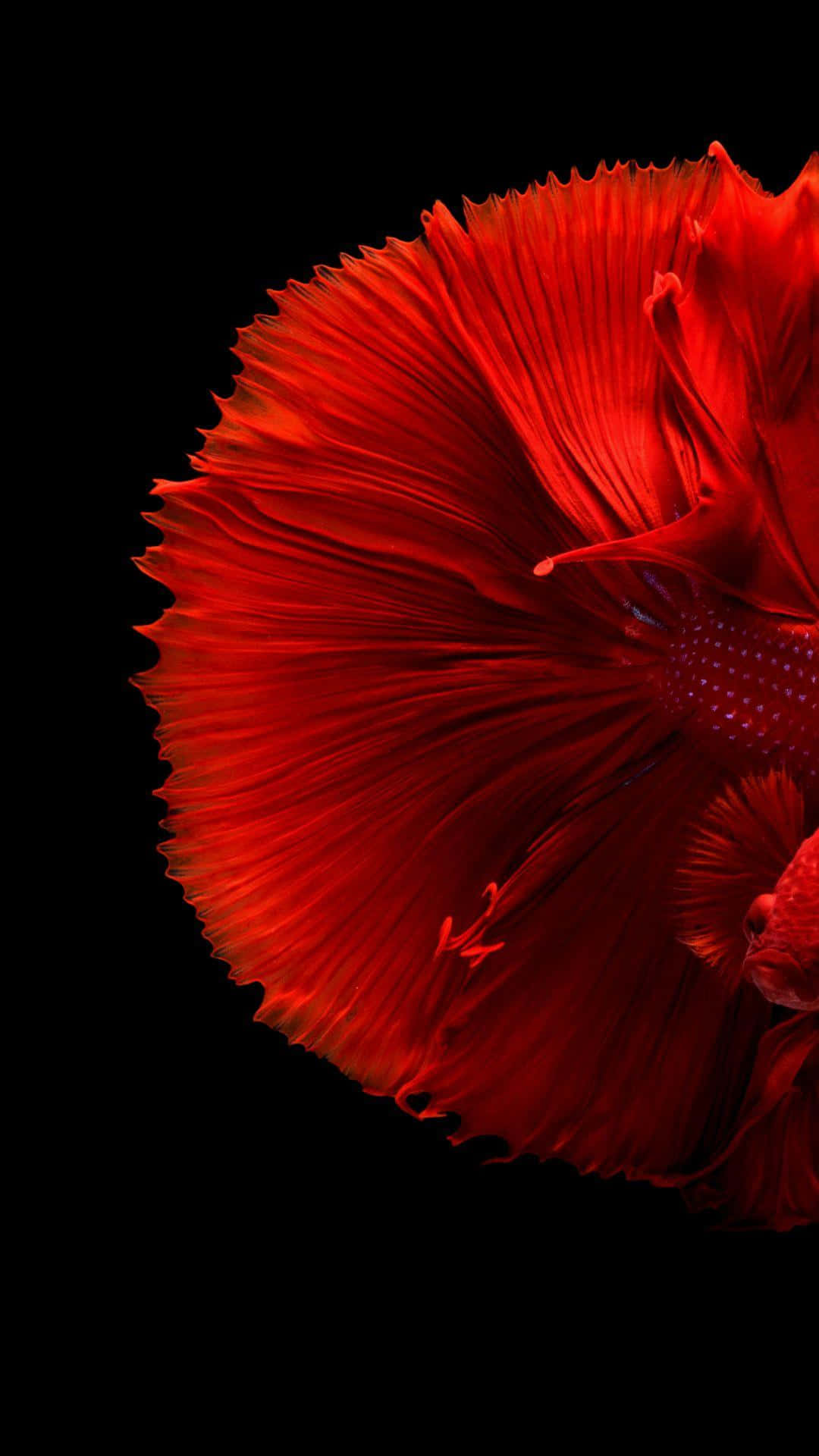 Red Siamese Fighting Fish Dark Background.jpg Background