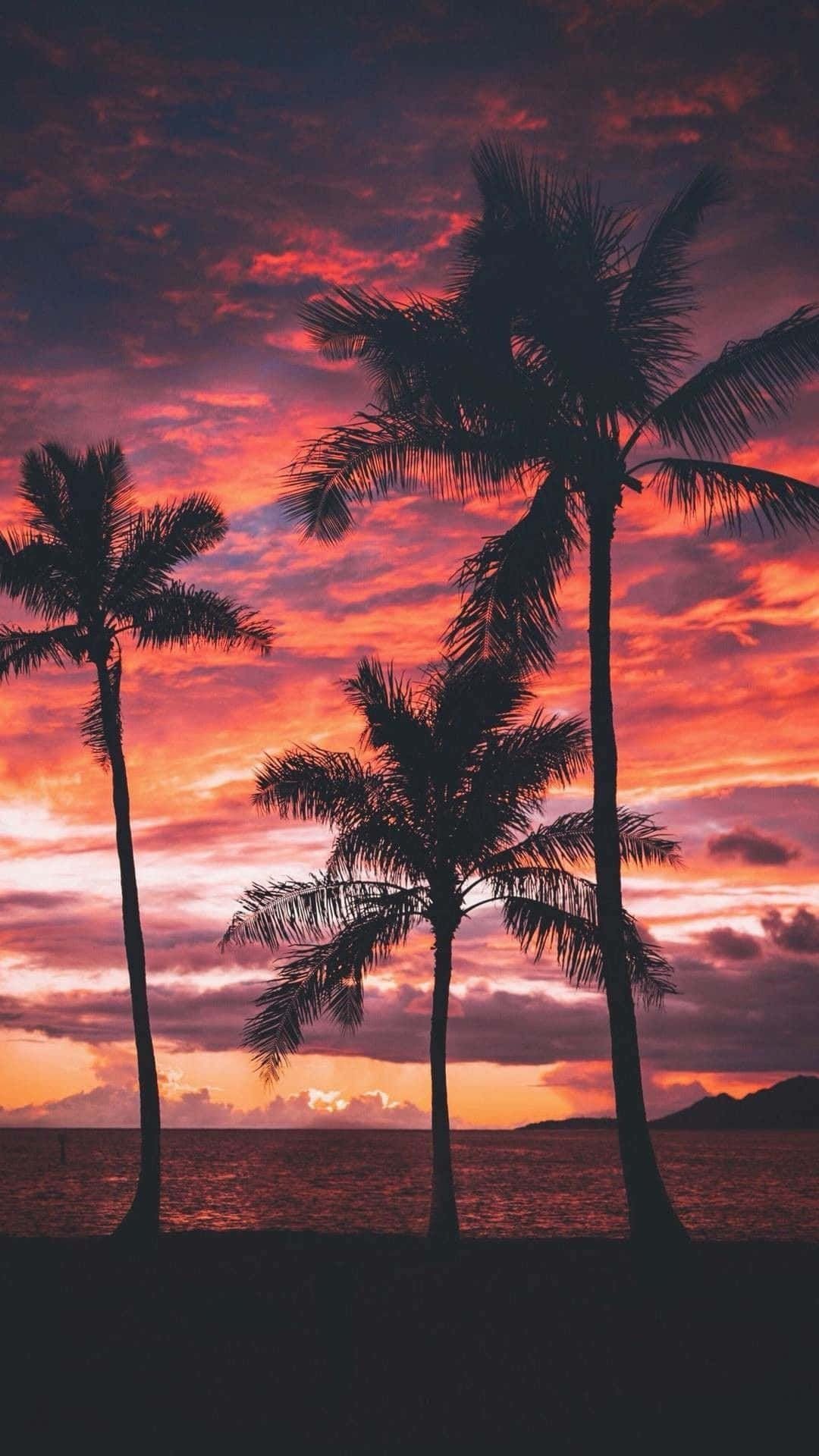 Red Sky Sunset With Palm Tree