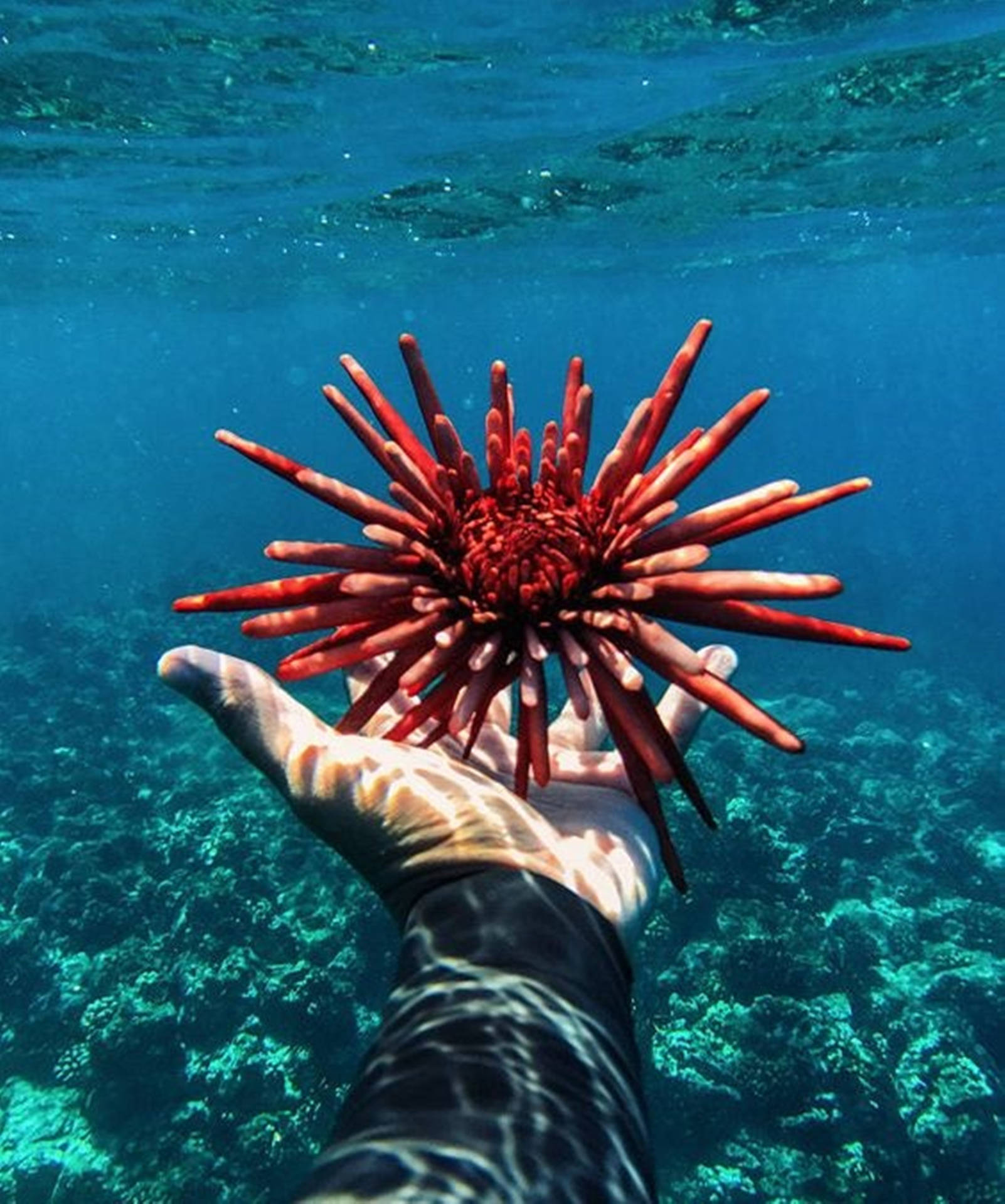 Red Slate Pencil Sea Urchin Under The Ocean Background