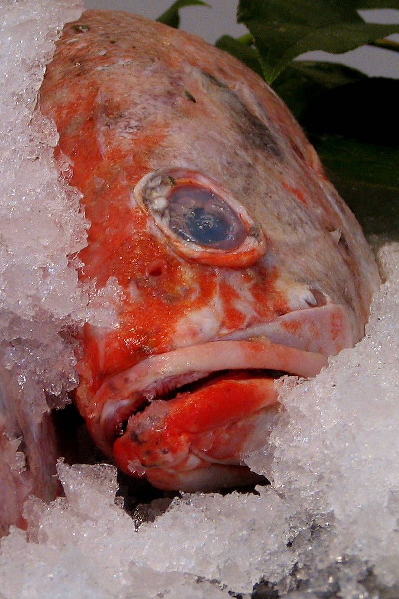 Red Snapper Fish On Crushed Ice Background