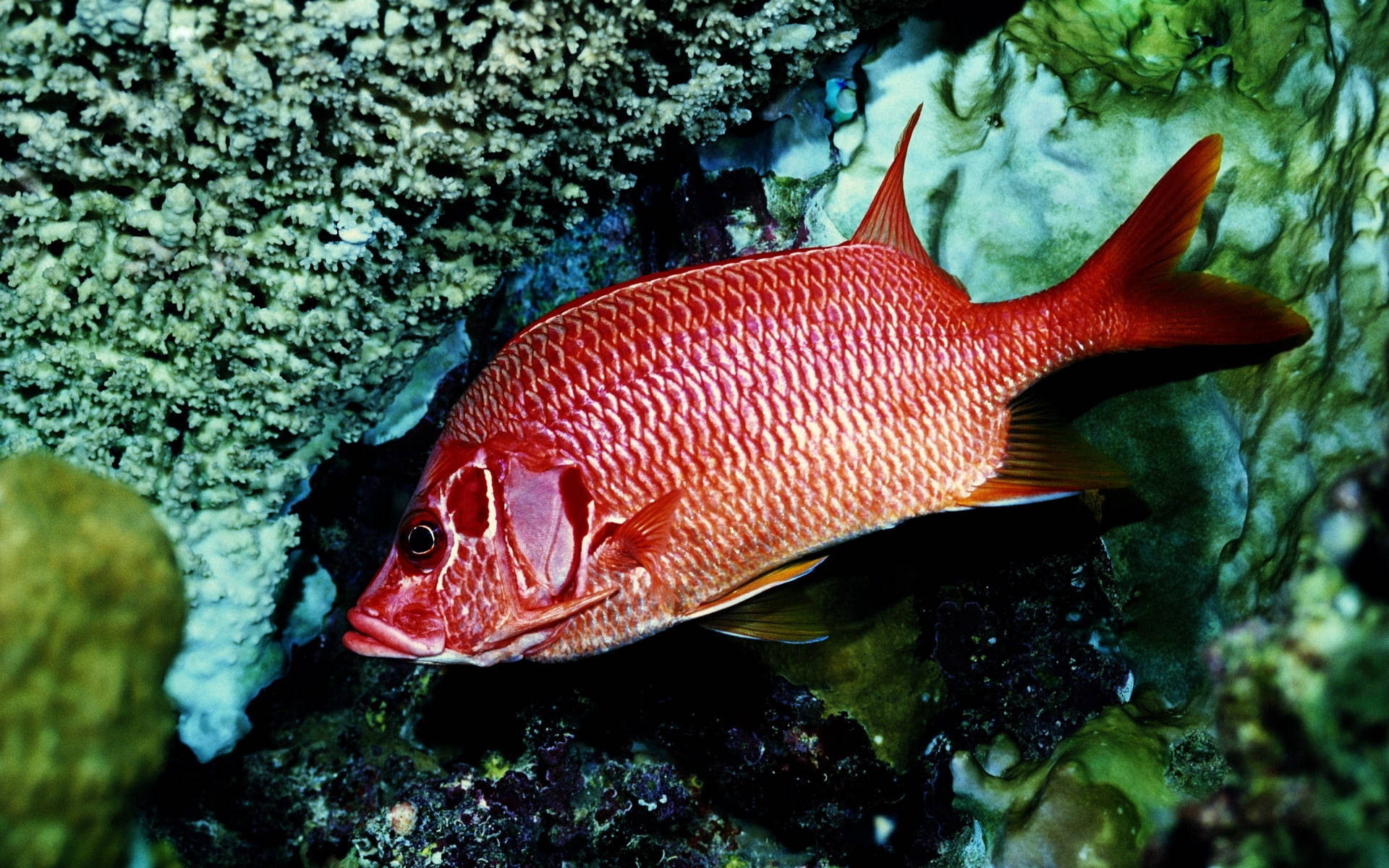 Red Snapper Fish Swims On Reefs Background