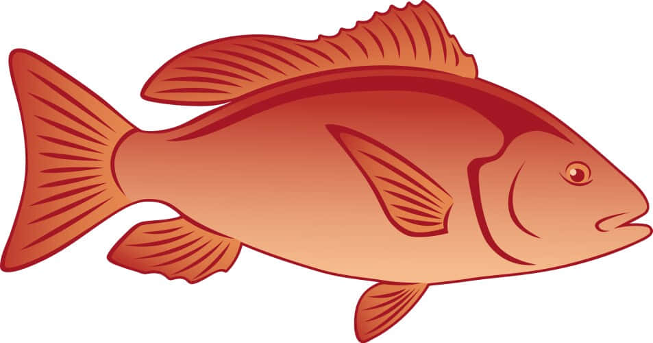 Red Snapper Illustration Background