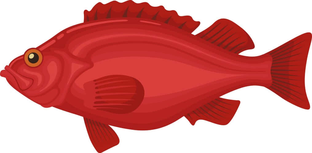 Red Snapper Illustration Background