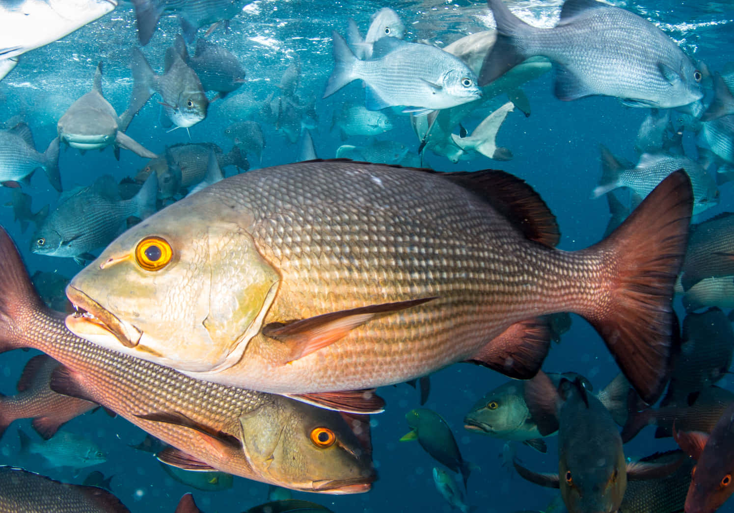 Red Snapper School Underwater.jpg