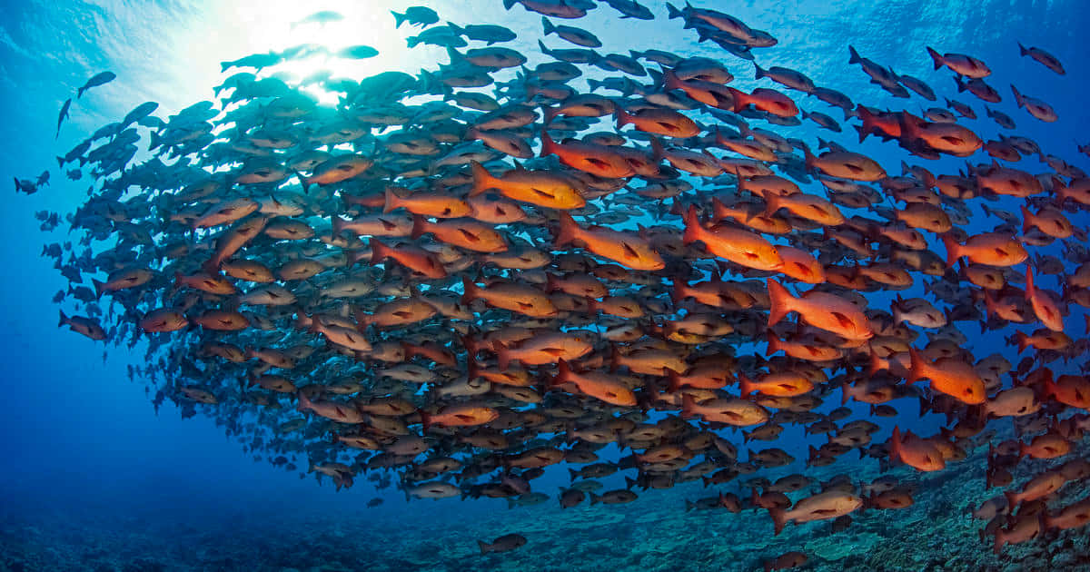 Red Snapper School Underwater Background