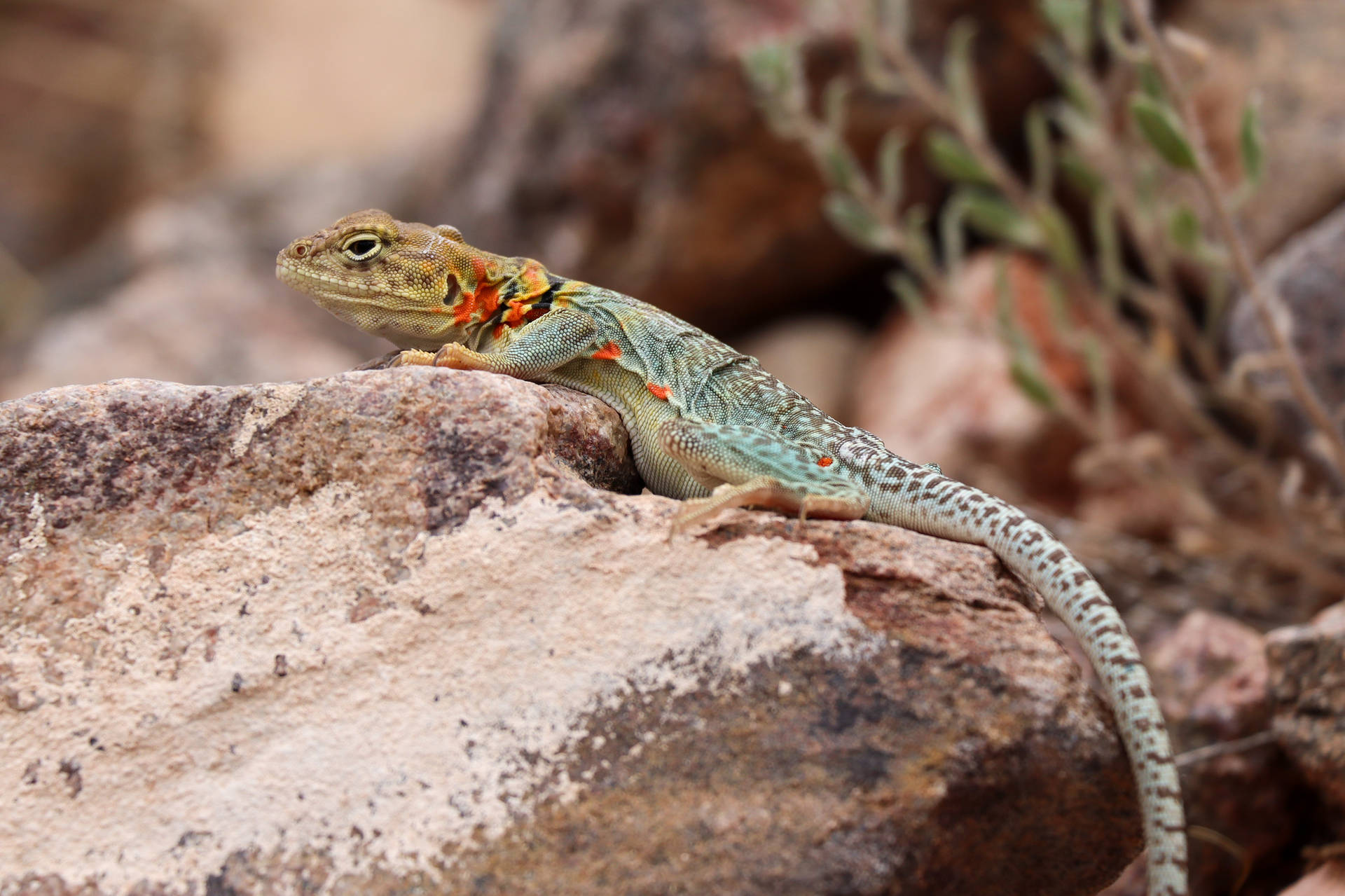 Red Spotted Eastern Collared Lizard Background