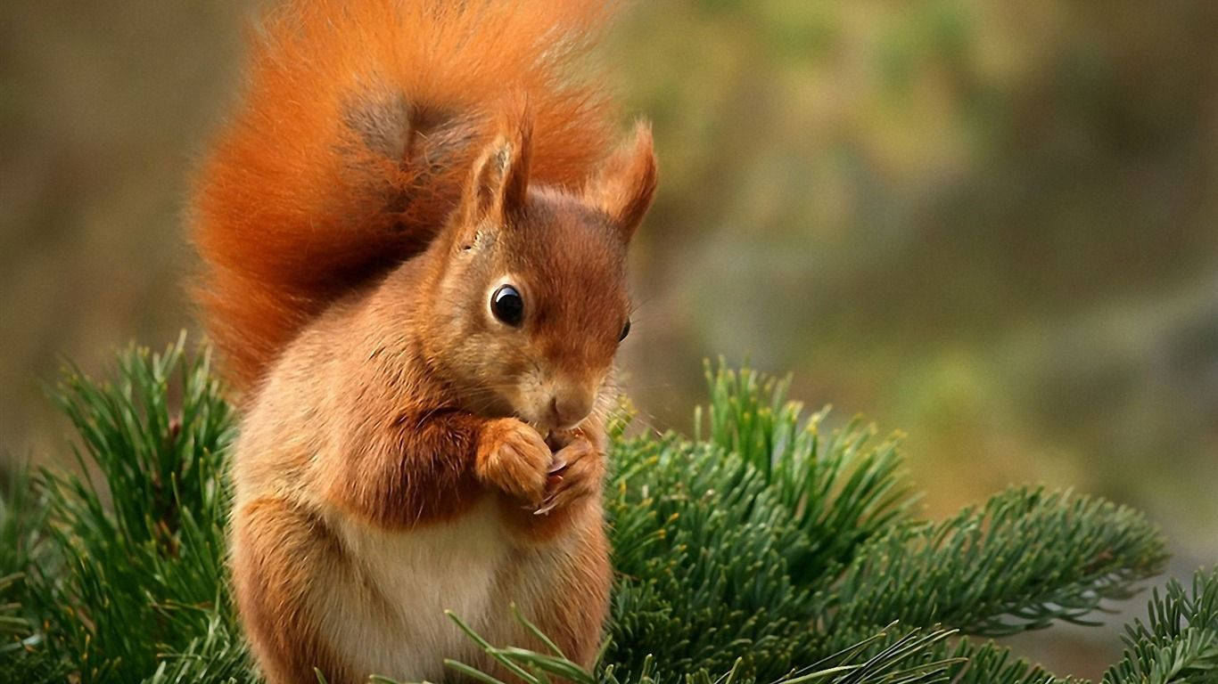 Red Squirrel Eating Nut Background