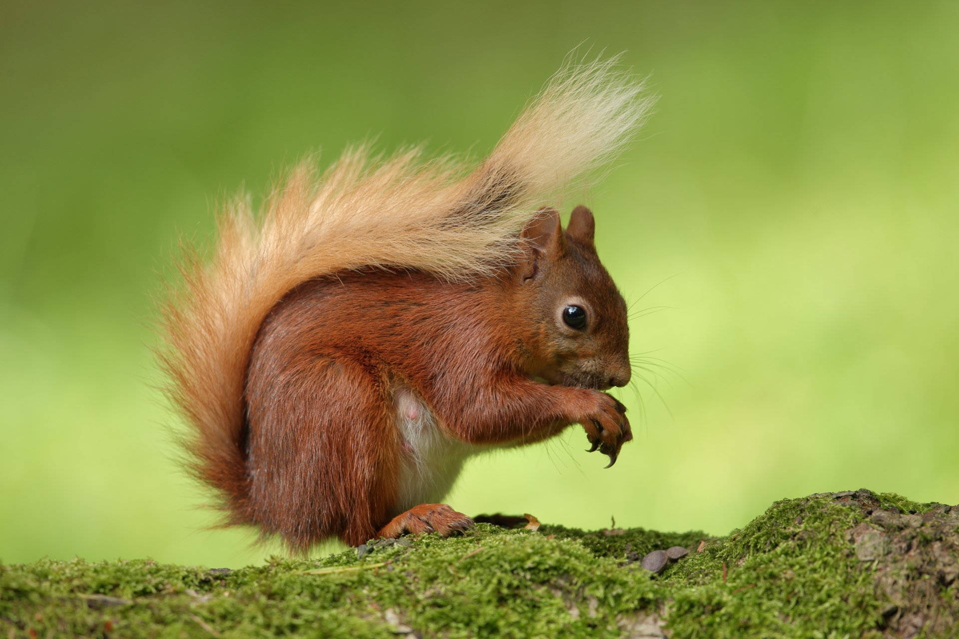 Red Squirrel On Tree Trunk Background