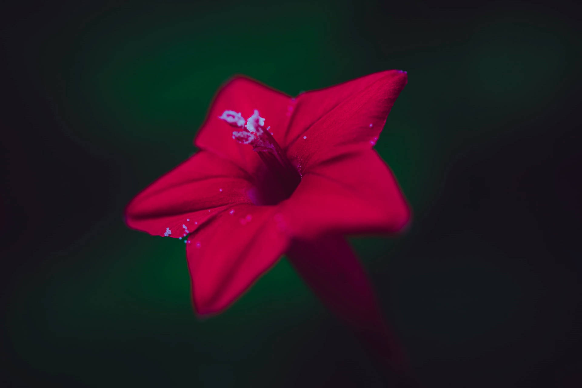 Red Star-like Flower Background