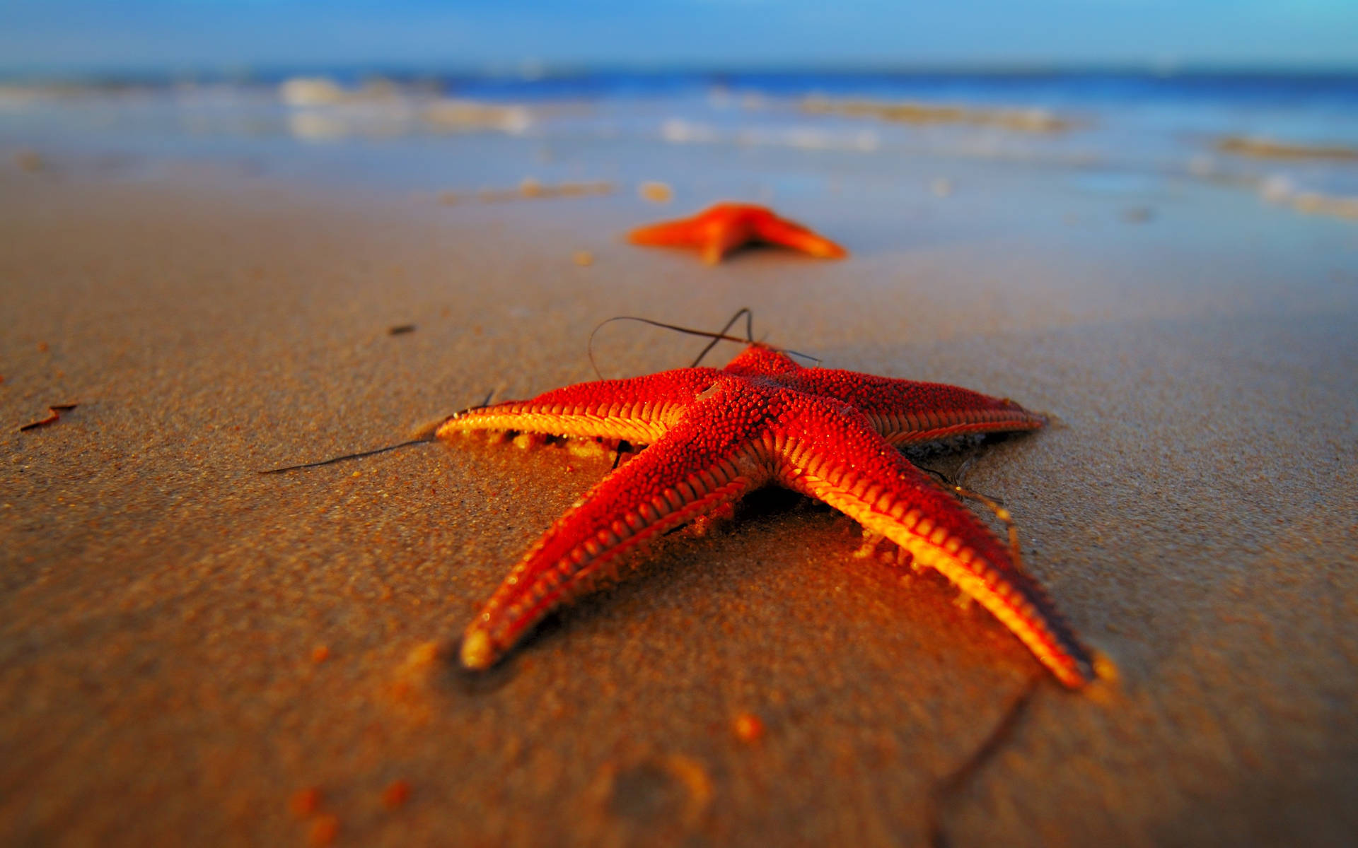 Red Starfish On Seashore Background