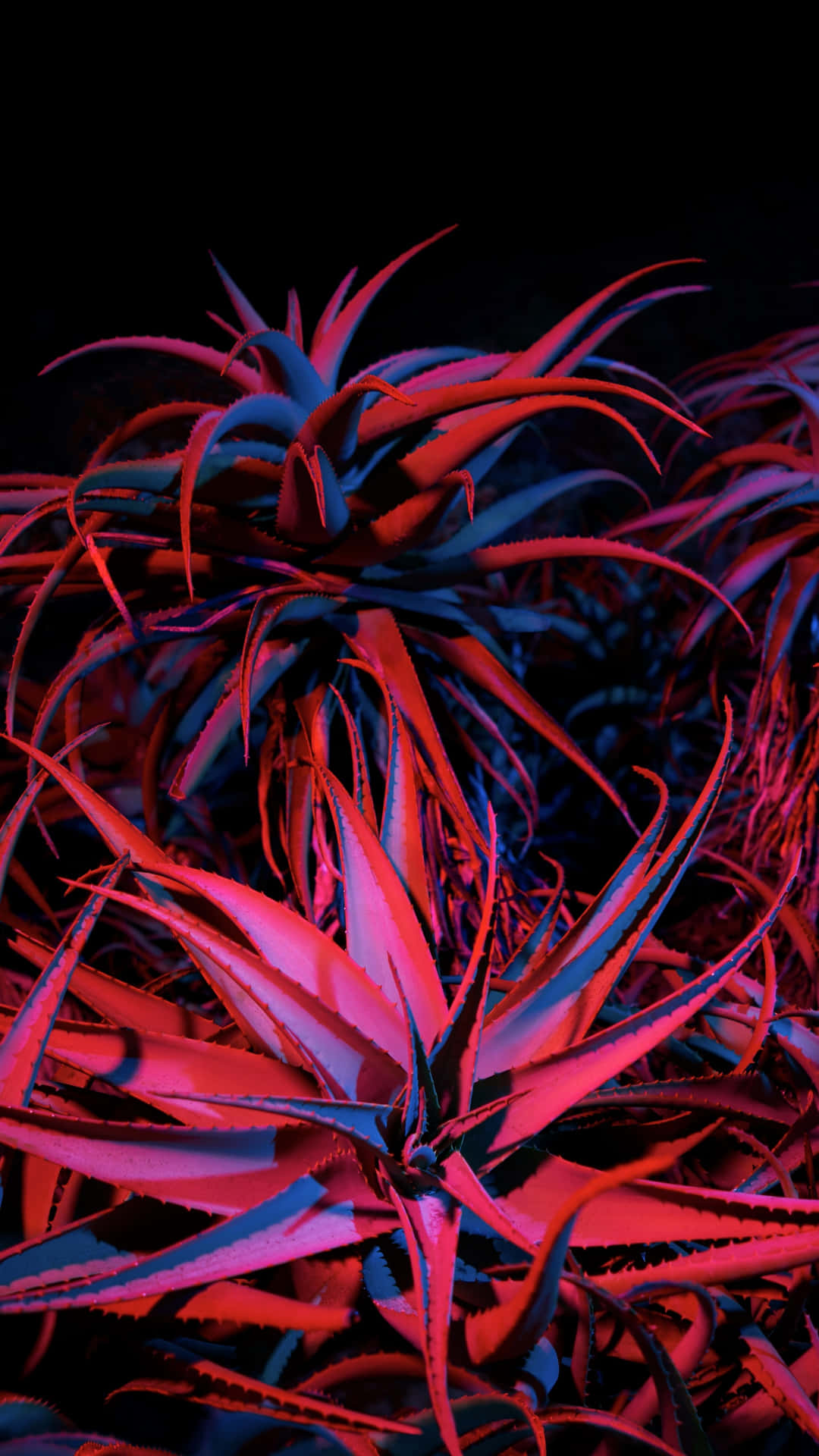 Red Succulent Iphone Black Background