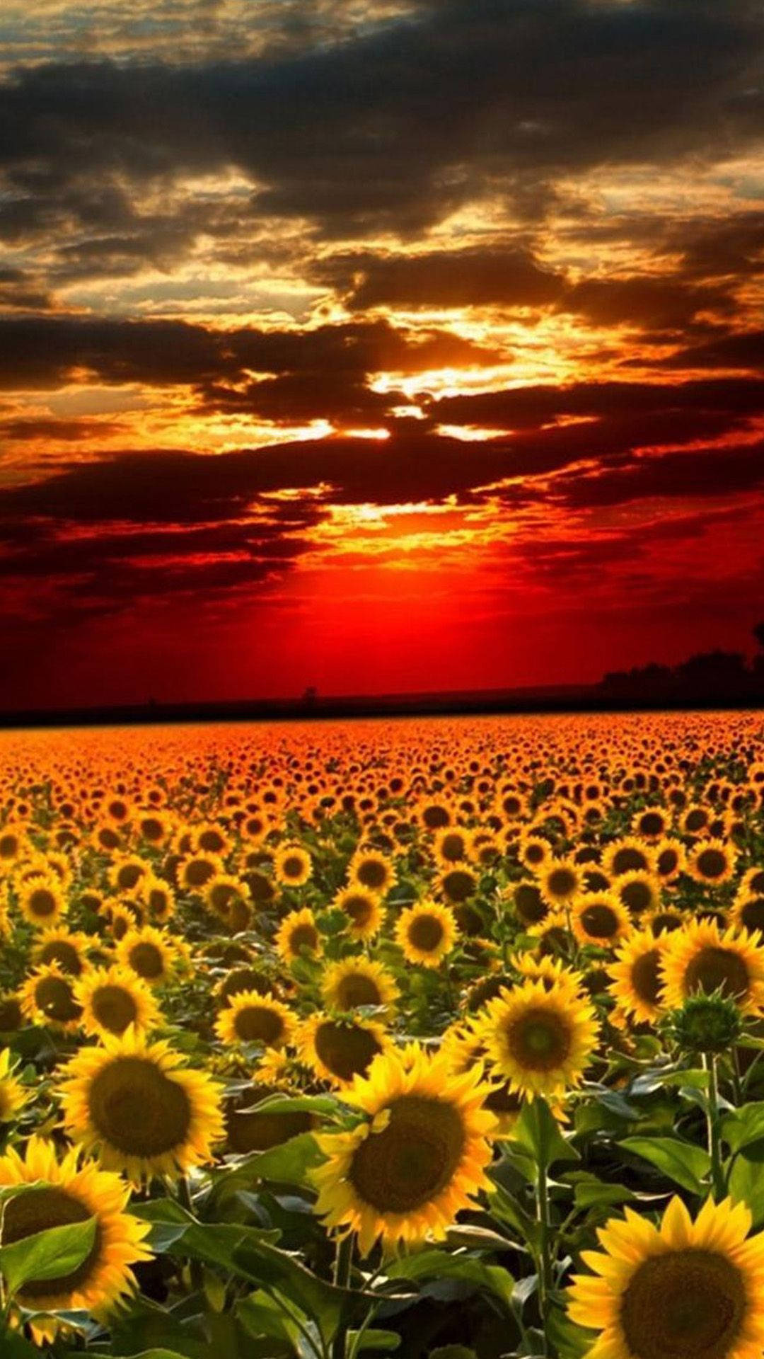 Red Sunset Sunflower Iphone