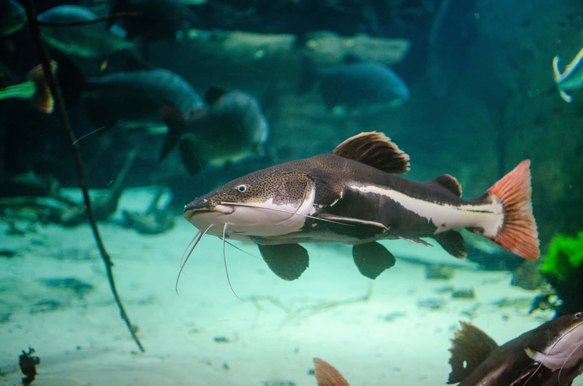 Red Tailed Catfish