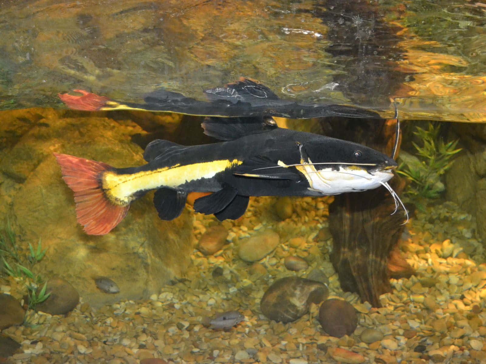 Red Tailed Catfish Almost Floating