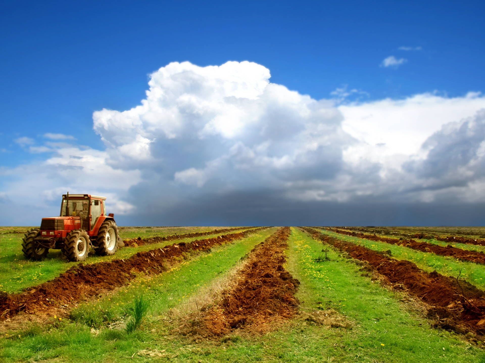 Red Tractor On The Field