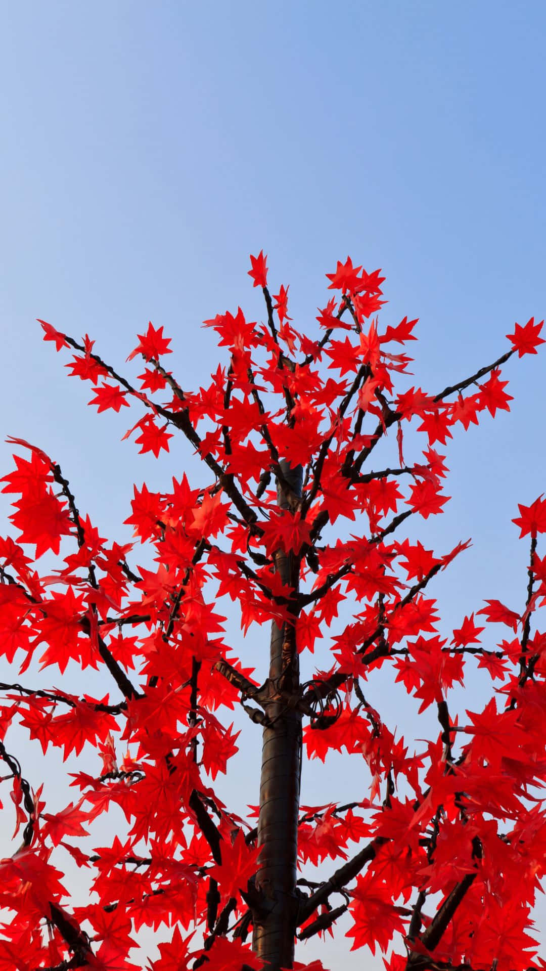 Red Tree Against A Dark Background Background