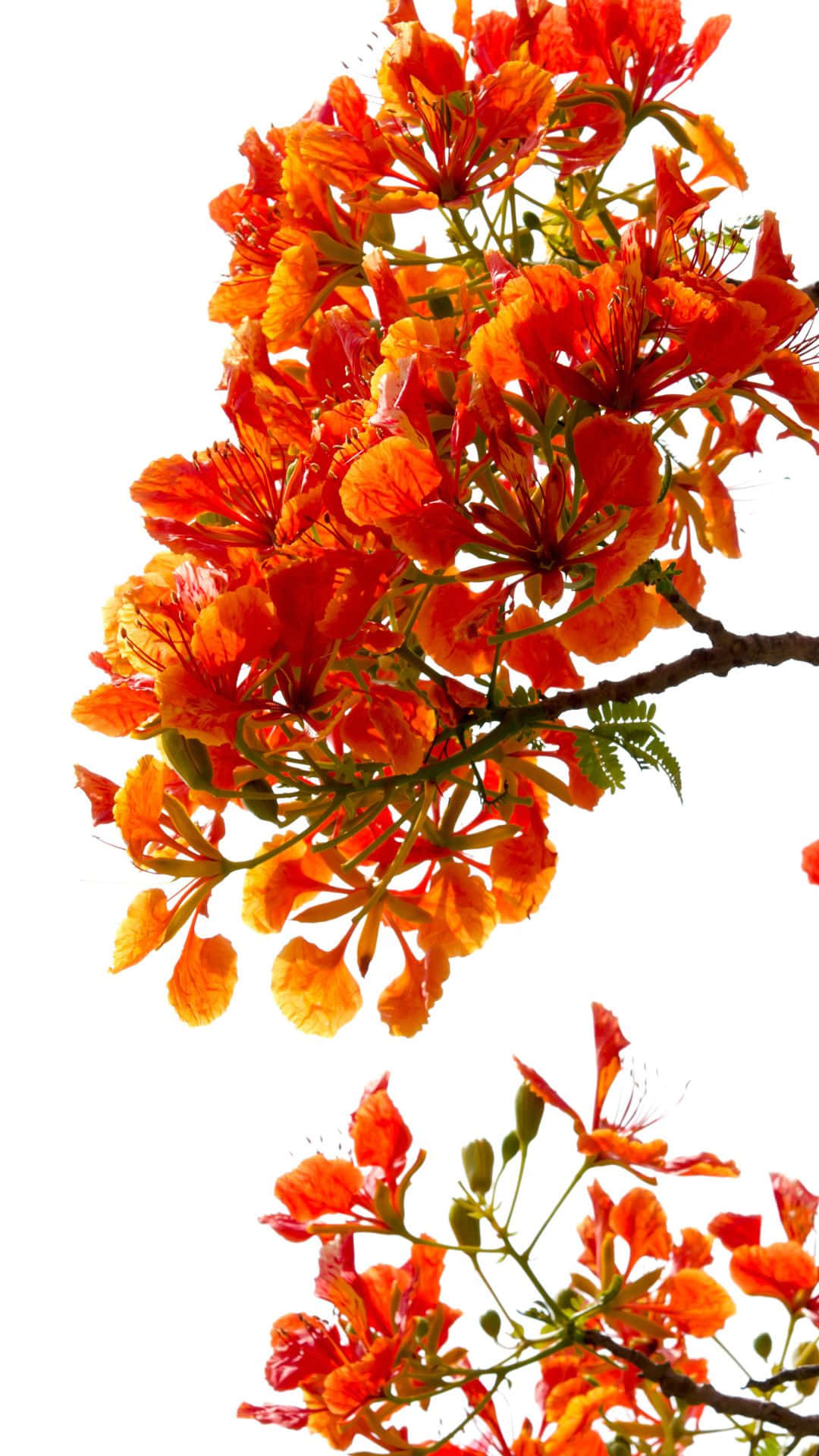 Red Tree Branches Against A Clear Blue Sky Background