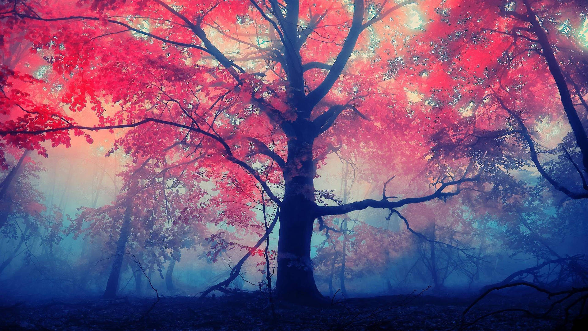 Red Tree Nature Computer Background