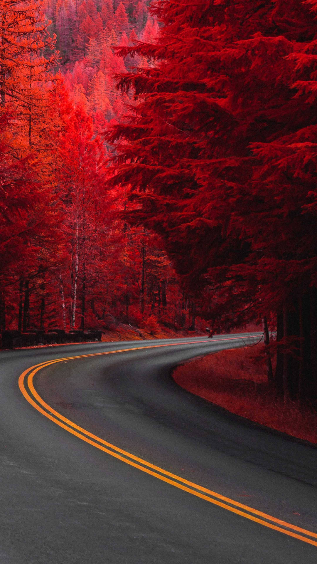 Red Tree Road 4k Hd Mobile Background
