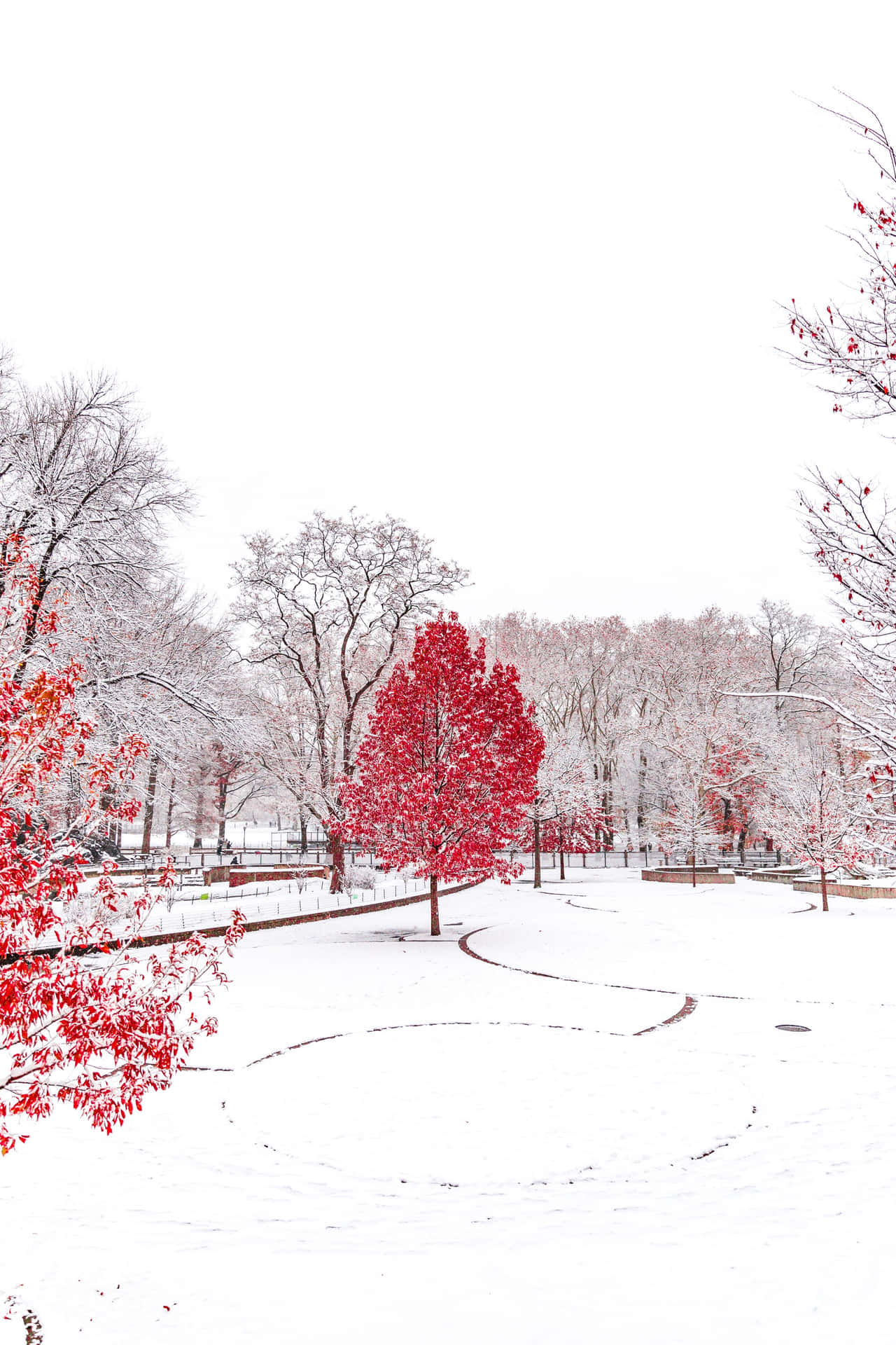 Red Tree Winter Season Background