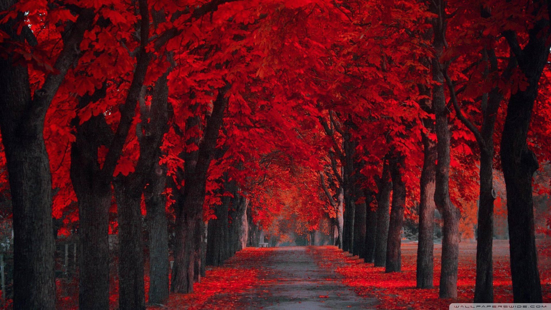 Red Trees During Autumn Background