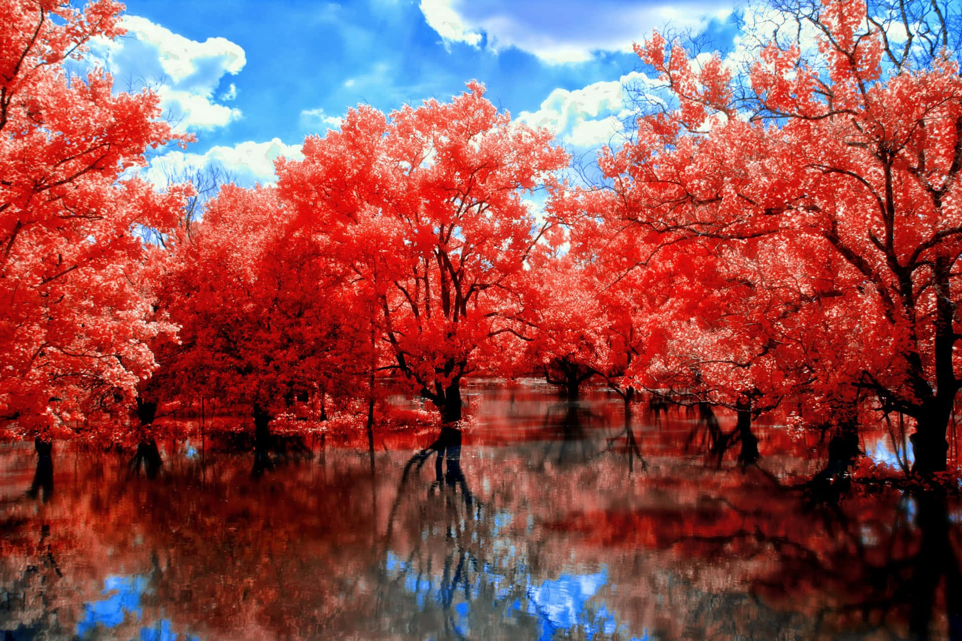 Red Trees Mangroves Forest Background