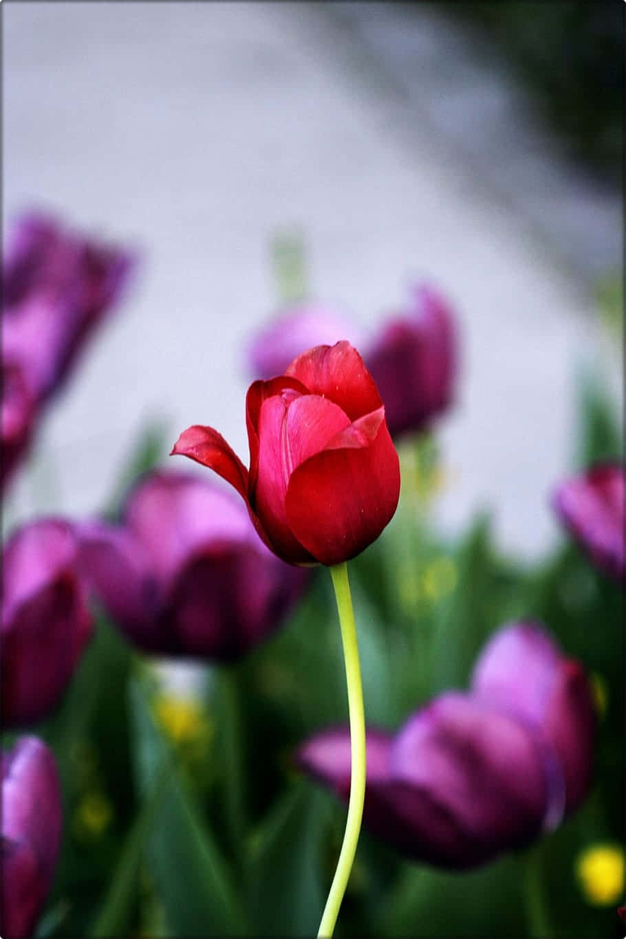 Red Tulip Amidst Purple Flowers.jpg Background