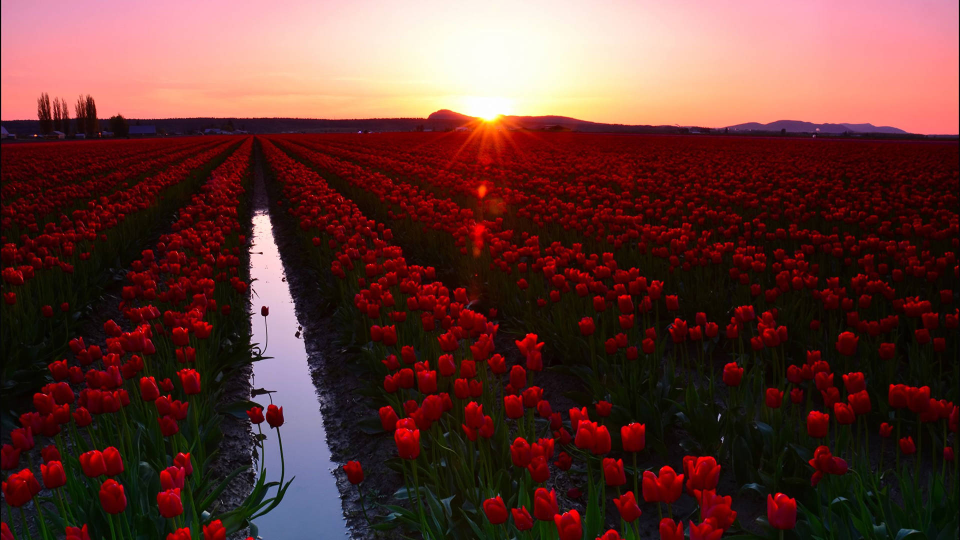 Red Tulip Flower Field Background