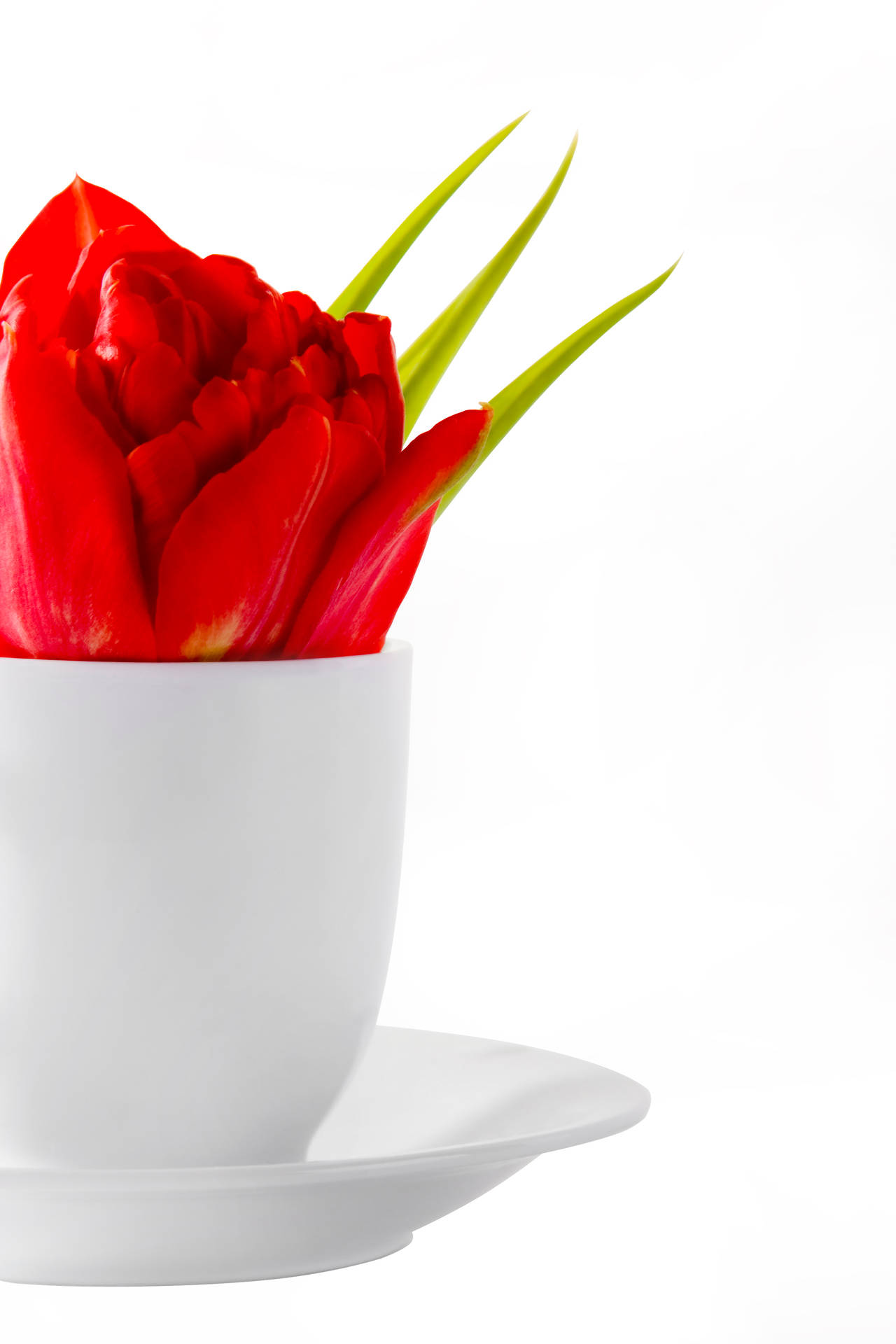 Red Tulip For Mothers Day Background