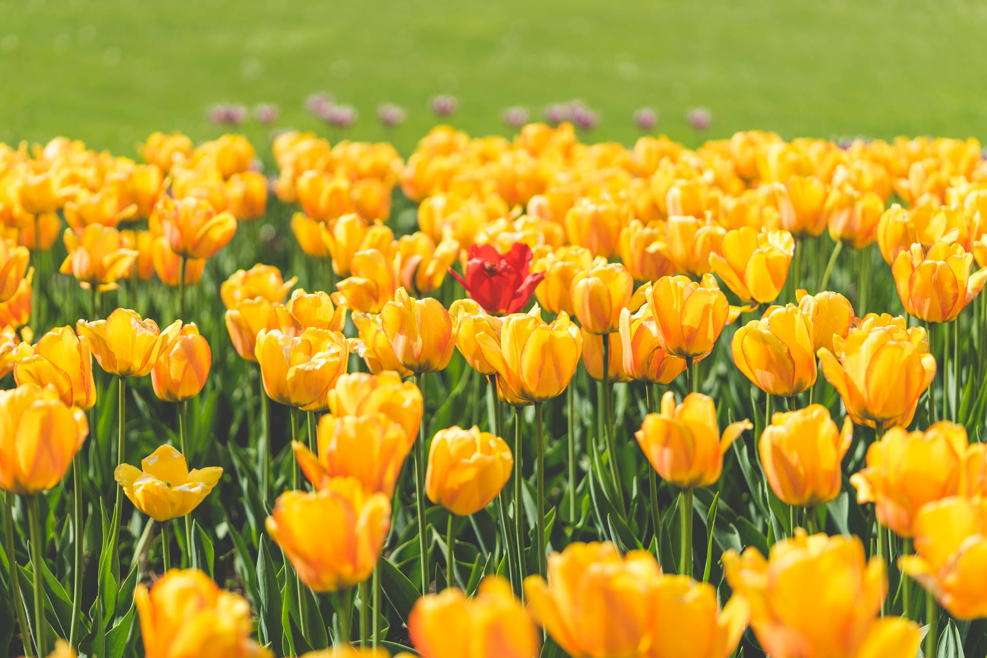 Red Tulip In Yellow Flower Garden Background
