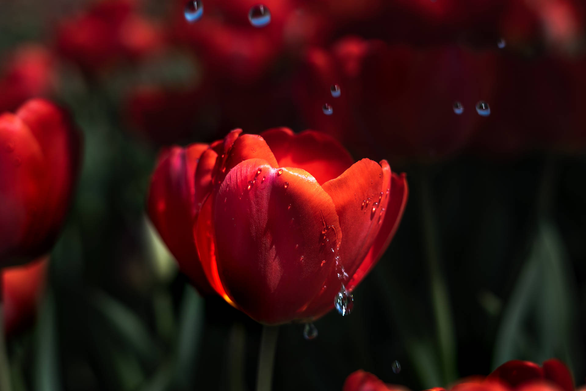 Red Tulip Mac 4k Background