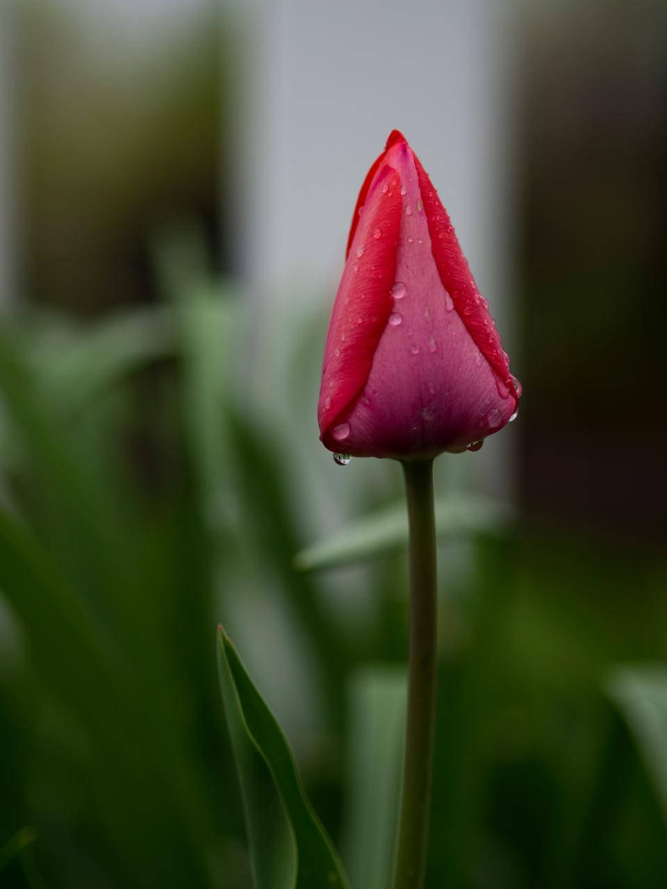 Red Tulip Nature Blur Background Background