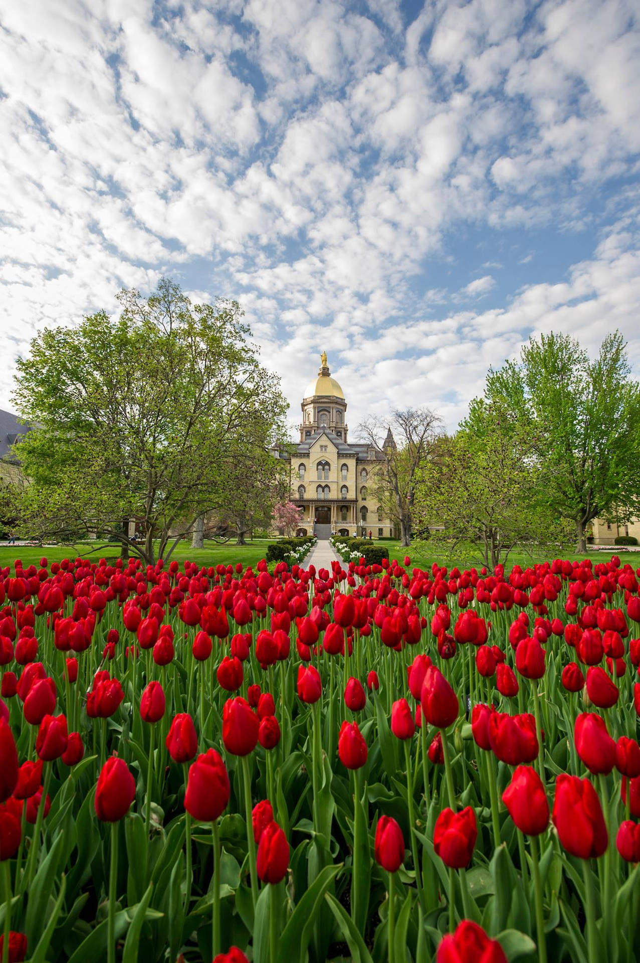 Red Tulips At University Of Notre Dame