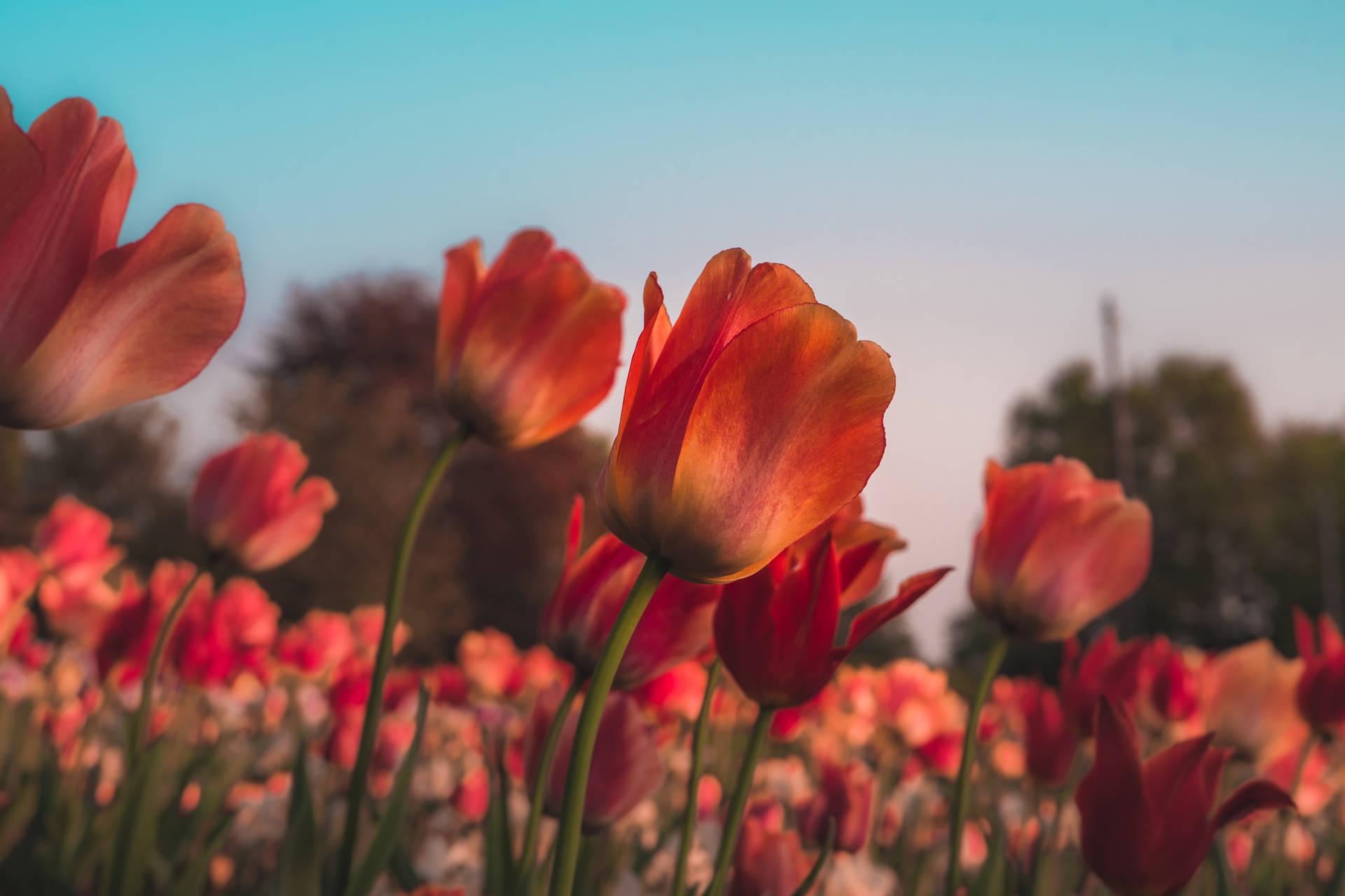 Red Tulips Flower Garden Hd Background
