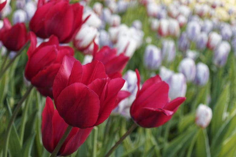 Red Tulips Most Beautiful Nature Background