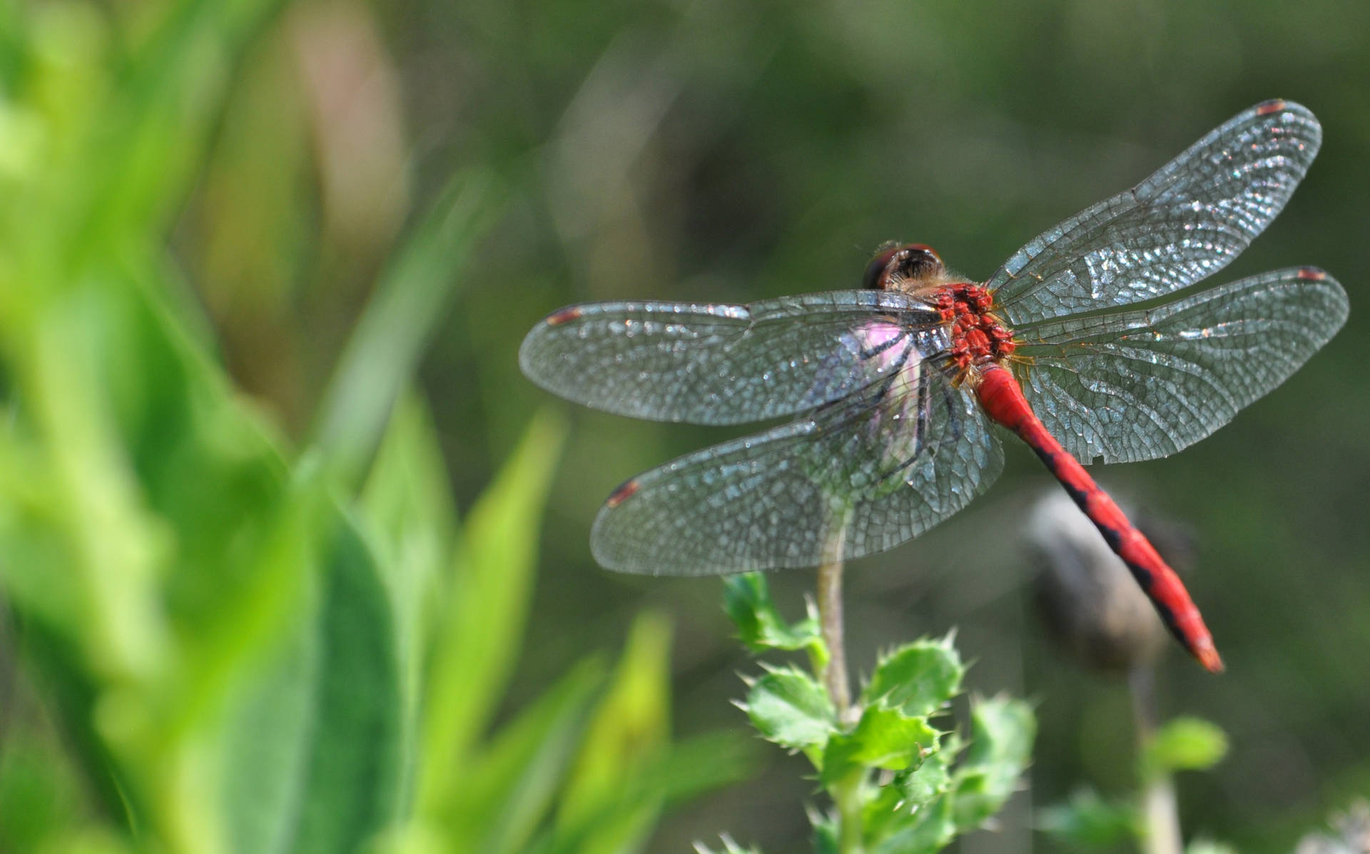 Red-veined Darter Dragonfly