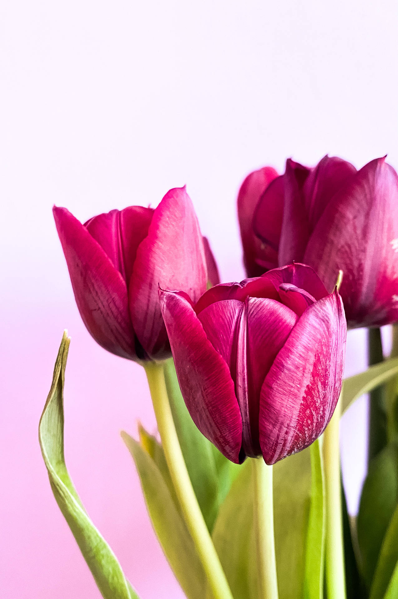 Red Violet Beauty Tulip Background